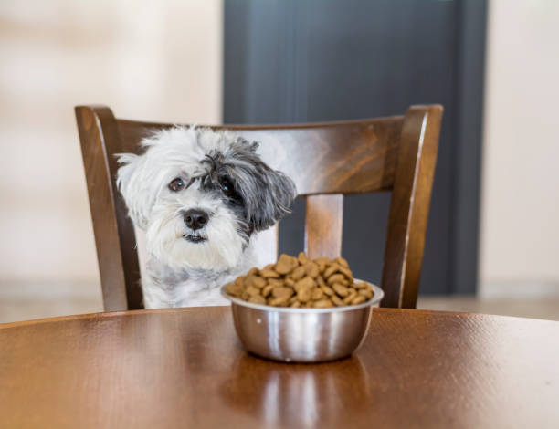 istock Hand giving food to a havanese  dog 1953256056