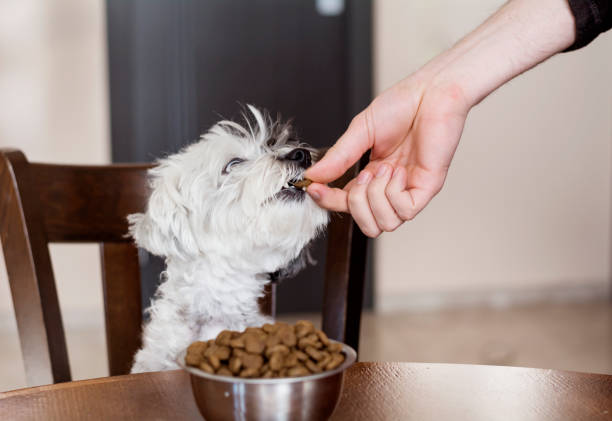 istock Hand giving food to a havanese  dog 1953256066