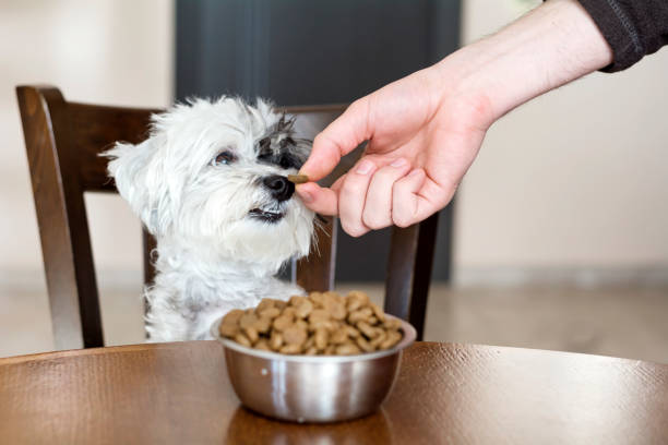 istock Hand giving food to a havanese  dog 1953256068