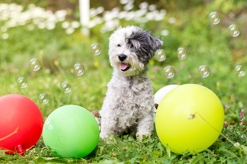 Havanese dog celebrating with birthday balloons