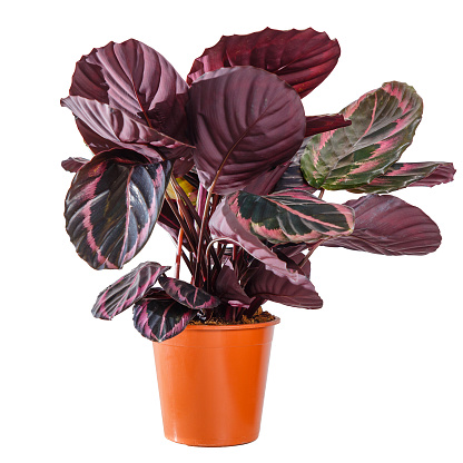 Calathea Roseopicta Princess Jessie, tropical foliage plant in pot. Isolated on white background. Potted house plants, green home decor, care and cultivation, marantaceae variety.