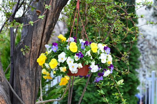 Pansy  Flowers in a hanging pot