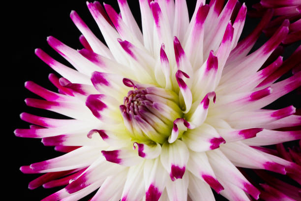 istock beautiful dahlia flowers isolated on a background 1953264885