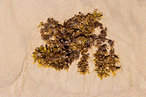 Florida beach covered with atlantic sargassum seaweed toxic algae bloom known as red tide