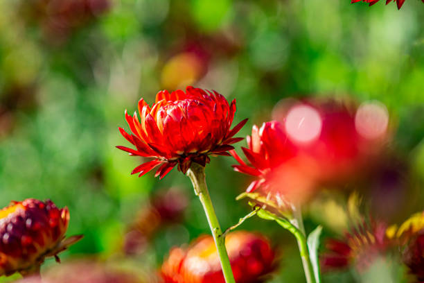 Painted Daisy Robinson s Red, flower or Pyrethrum, Chrysanthemum