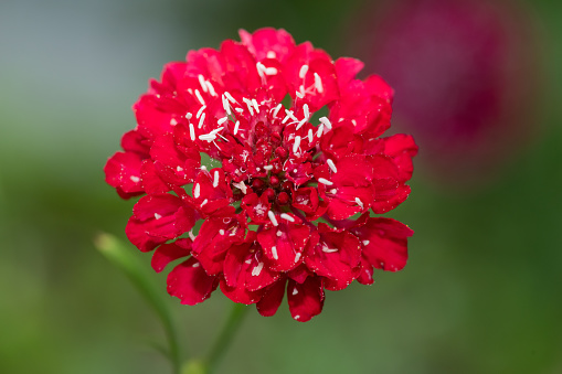 Close up of a red pincushion flower  in bloom