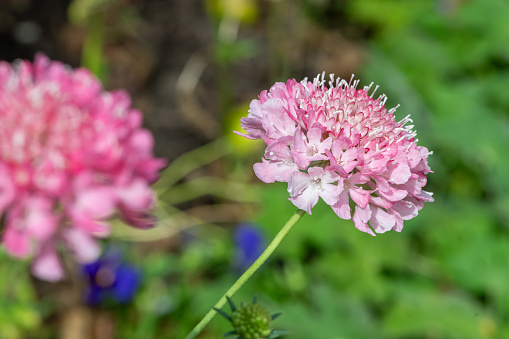 Close up of a pink pincushion flower in bloom
