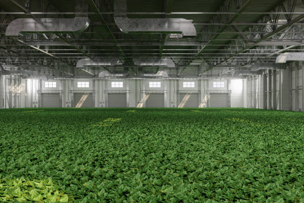 Growing Seedlings In Warehouse