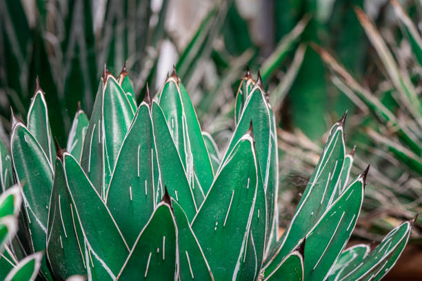 Threaded Agave Agave Filifera plant, closeup