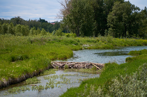 The beaver dam is built on a river in the forest. Calm, sunny summer weather