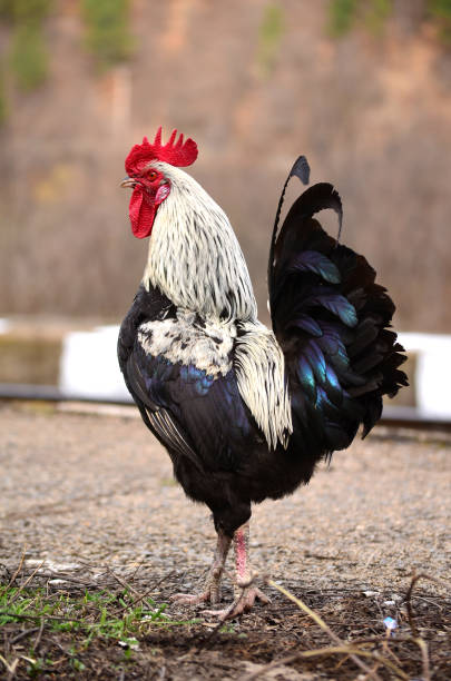 istock Rooster in the Nature 1953277162