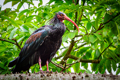 Close-up of northern bald ibis in a treetop. The species was once widespread across the Middle East, northern Africa and Europe, but today it is endangered. It was reintroduced in Spain in the Cadiz region.