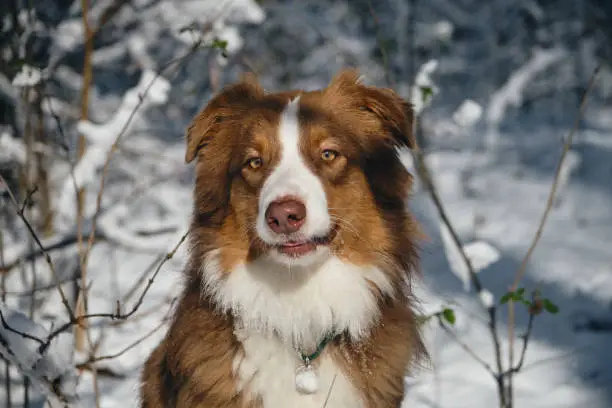 Photo of Dog in a snowy forest. Pet in the winter nature. Brown Australian shepherd close up portrait. Aussie red tricolor sits outside and poses.