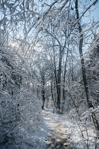 Beautiful winter snowy forest landscape. A well-trodden path in the park, there are no people. Serbia Belgrade