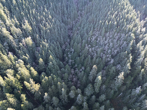 Sunlight shines on thick forest covering the Oregon Coast Range. This scenic region, where forest meets the Pacific ocean, is known for its beautiful beaches, sea stacks, and rugged landscapes.