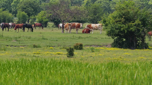 Cows, horses and donkeys grazing together on a green pasture with trees