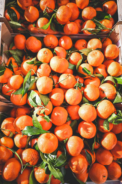 istock Ripe fresh tangerines in a box. 1953294479