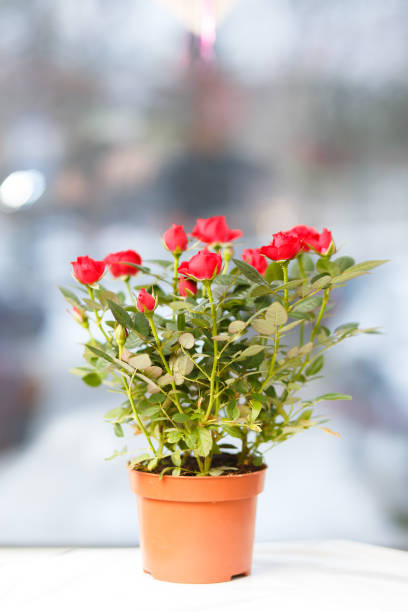 Red decorative roses in plastic flowerpot on a table. Selective focus.