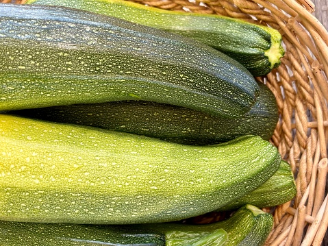 A woven basket full of freshly picked organic Courgette / Zucchini vegetables.