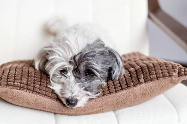 istock Havanese  dog relaxing on cozy sofa 1953315469