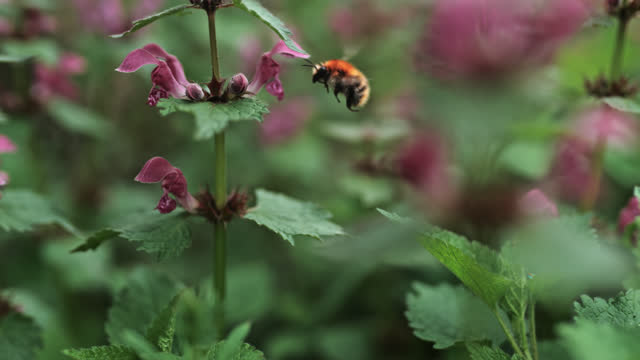 SUPER SLO MO Nature's Pollinator: Bumblebee Busy at Work in the Garden