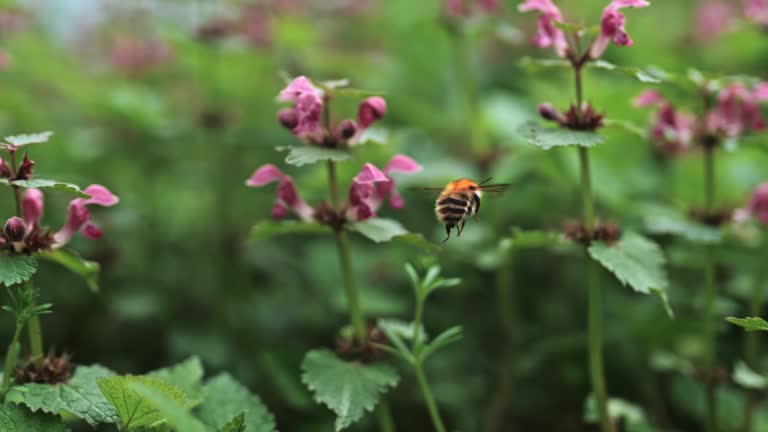 SUPER SLO MO Buzzing Harmony: Bee Collects Pollen Amidst Garden Blooms