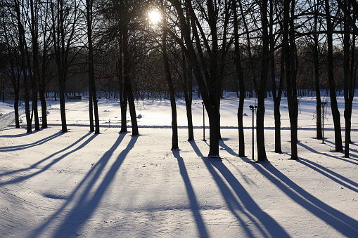 The sunset view of Kaunas old town park trees with long shadows during the Winter (Lithuania).