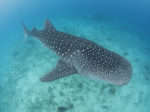 Whale Shark in the blue waters of the Philippines