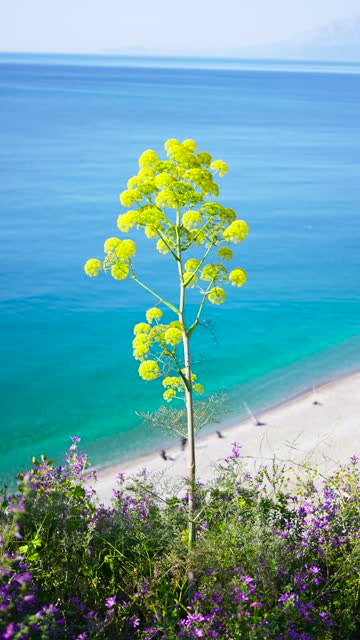 Beautiful flowers with blue sea and sandy beach in the background