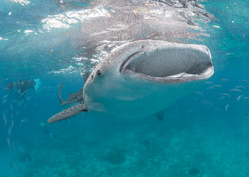 Whale Shark in the blue waters of the Philippines