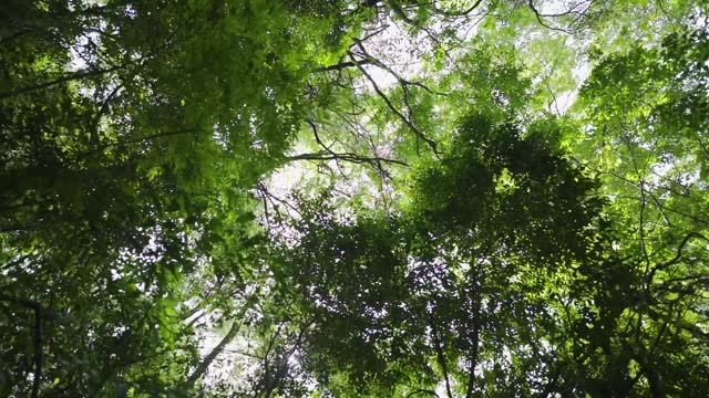 Low angle view of lush forrest with tall trees, camera moving