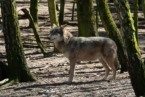 A captive Tundra Wolf walking through the trees. A game farm in Montana, with animals in natural settings.