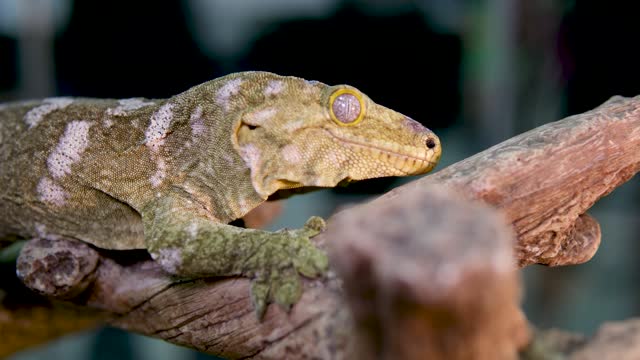 Portrait of New Caledonian giant gecko, Rhacodactylus leachianus sitting on a branch
