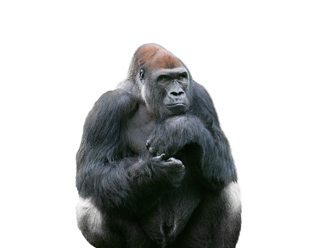 western lowland gorilla isolated on white background