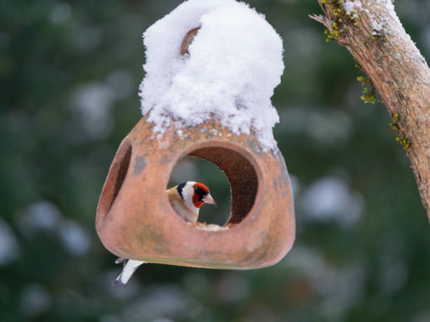 istock European goldfinch feeding, Oslo Norway 1953368921