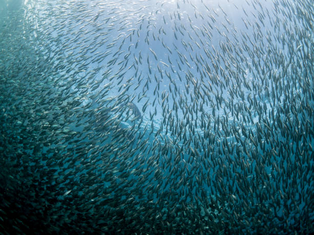 School of Sardines in the philippines