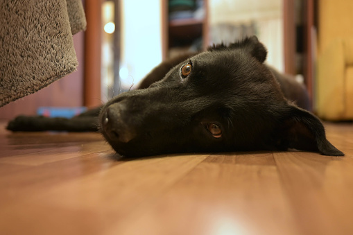 cute dog lies on the floor and looks at the camera. Dog head close-up