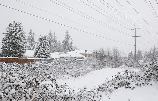 A January snowstorm covers the Green Timbers Greenway in Surrey, British Columbia. Rows of power lines extend east-west in the Fleetwood neighbourhood. Foreground shows invasive Himalayan blackberry vines.