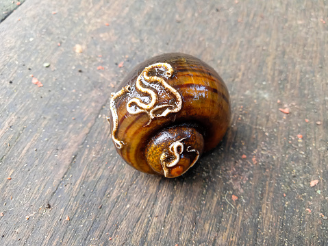 Eucobresia diaphana Ear-Shaped Glass Snail. Digitally Enhanced Photograph.