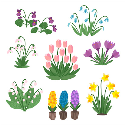 Spring flowers isolated set in flat cartoon design. Bundle of first field wildflowers, violet, tulip, hyacinth, narcissus, scilla, saffron, lily of the valley, snowdrops. Vector botanical illustration
