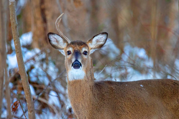 istock Close-up of deer with only one antler 1953455297
