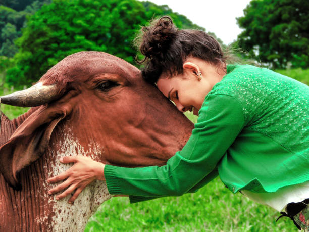 istock Harmony Unveiled: A bond beyond Species. Friendship between cows and humans. 1953463530