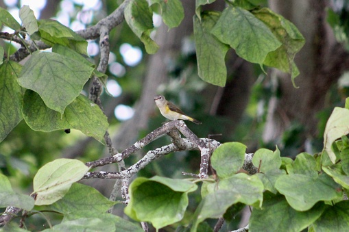 A female american redstart that is perched on a tree branch.