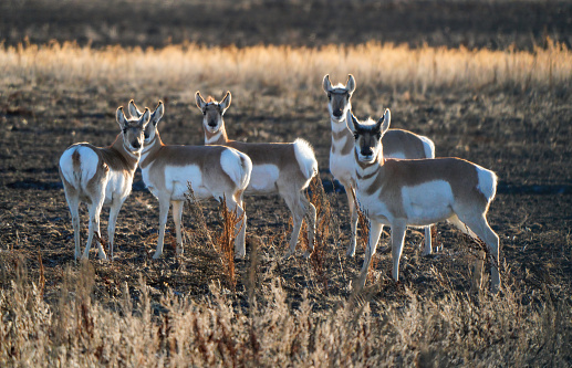 Pronghorn Antelope Saskatchewan Prairie Animal Saskatchewan Canada