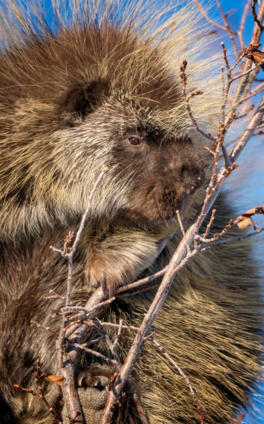istock Porcupine Close Up 1953480780