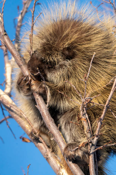 istock Porcupine Close Up 1953480781