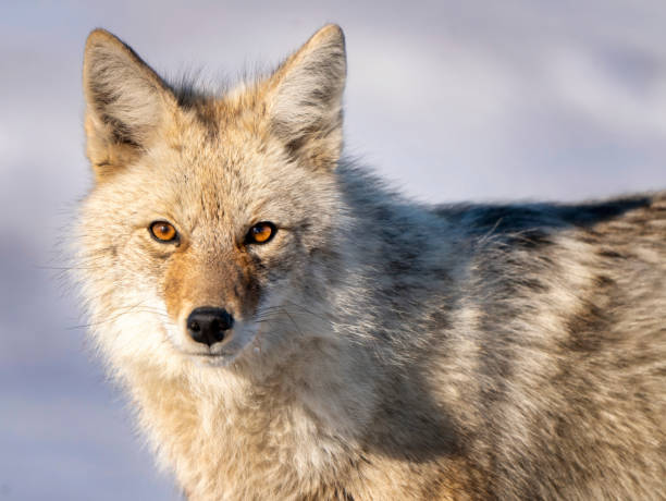 istock Prairie Coyote Canada 1953480812