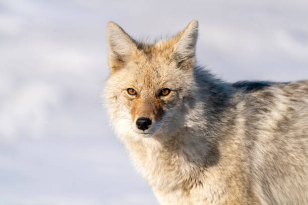 istock Prairie Coyote Canada 1953480815