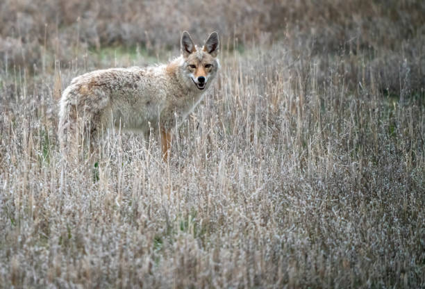 istock Prairie Coyote Canada 1953482494