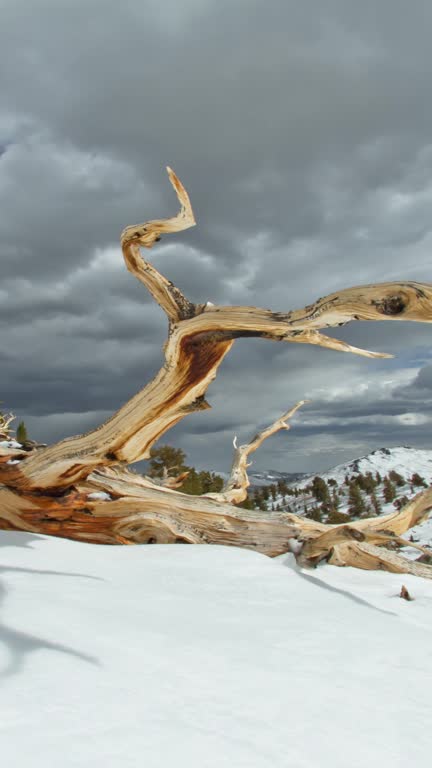 Ancient bristlecone pine forest